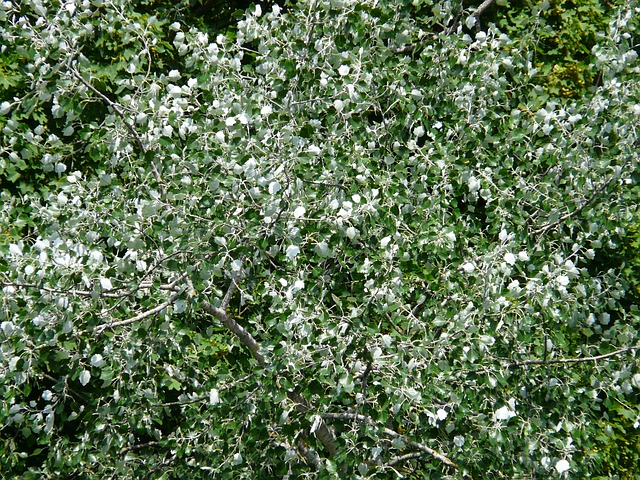 white-poplar-poplar-leaves-wind-murmur-tree