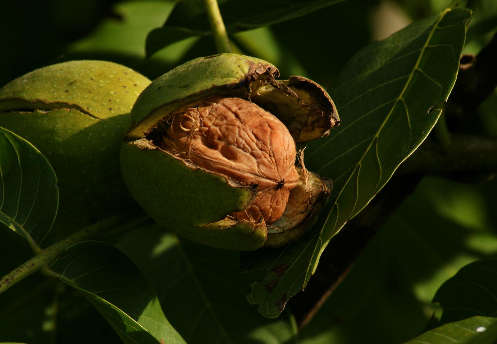 walnut_open_husk